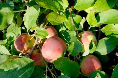 Red apples on apple tree branch Stock Photos
