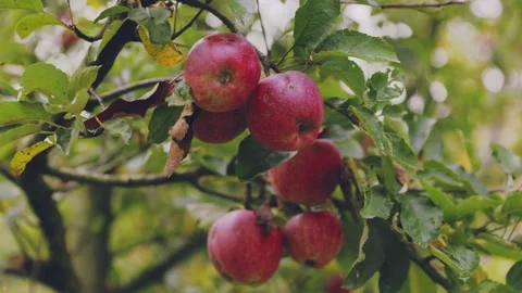 Red apples on apple tree branches Stock Footage 217460679