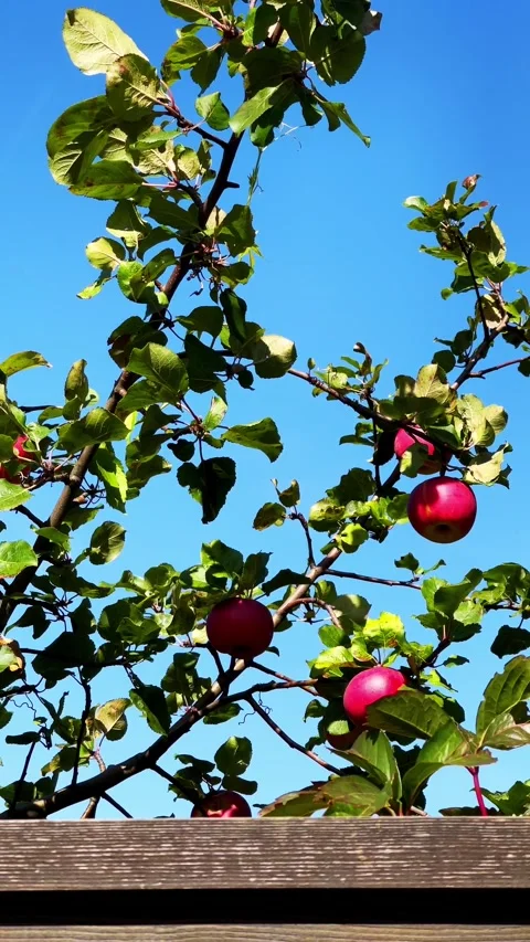 Red apples on apple tree branches against a blue sky Video stock 266260706