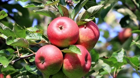 Red apples on apple tree Stock Footage 145313961