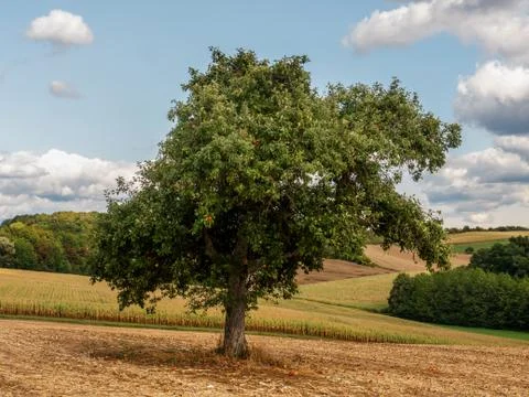 Red Apples On An Apple Tree On A Hot Summer Day Stock Photos