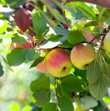 Red apples on apple tree Stock Photos