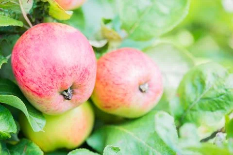 Red apples on apple tree Фото