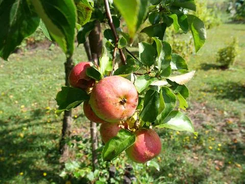 Red apples on an apple tree in summer. A clear sunny day Stock Photos