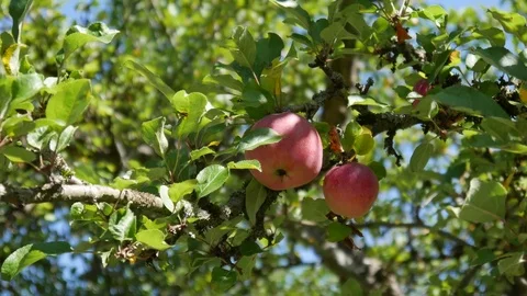 Red apples on apple trees Stock Footage 80026460