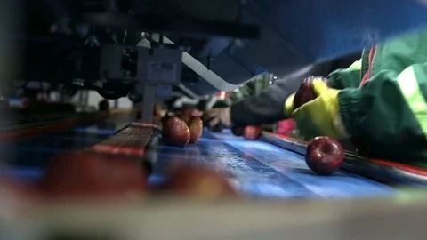 Red apples are sorted on the sorting line and move on the conveyor. Workers put Stockbeeldmateriaal 125670717