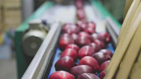 Red apples on the automatic line Stock-Footage 231761521