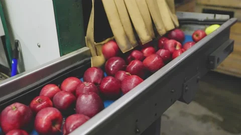 Red apples on automatic sorting line Video stock 220298214