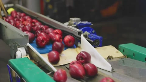 Red apples on automatic sorting line Stock Footage 220418002