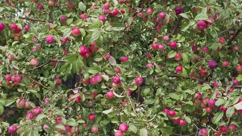 Red apples background Video stock 137705121