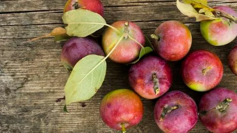 Red apples background Stock Photos