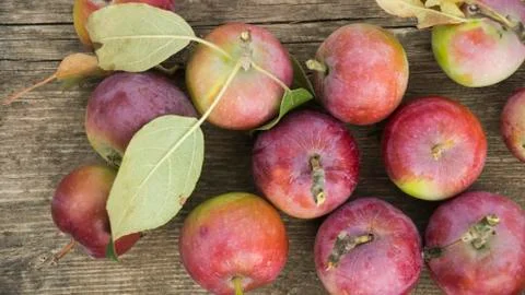 Red apples background Stock Photos