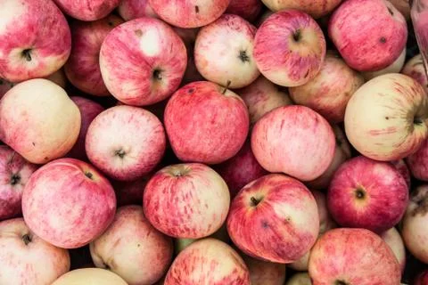 Red apples background, top view Stock Photos