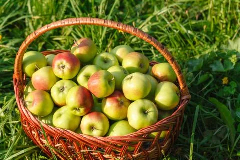 Red apples in the basket Stock Photos