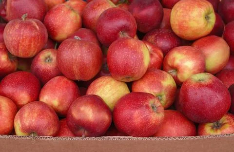 Red apples in a basket Stock Photos