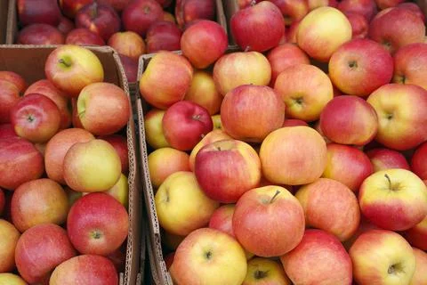 Red apples in a basket Stock Photos