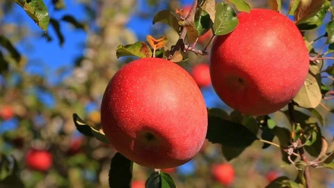 Red apples with blue sky in the background. Close up. Video stock 97728413