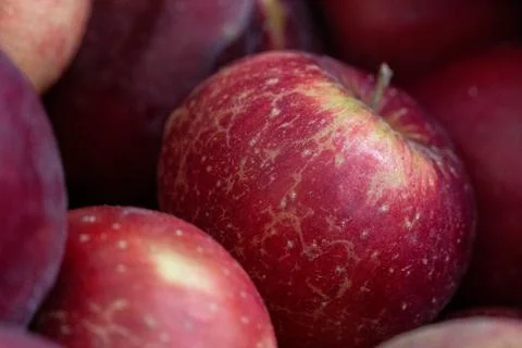 Red apples in a box Stock Photos