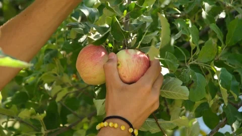 Red apples on the branch 2 Stock Footage 293978806