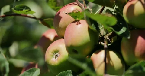 Red apples on the branch of an apple tree Stock Footage 93004648