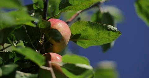 Red apples on the branch of an apple tree Stock Footage 93004732