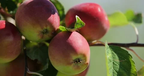 Red apples on the branch of an apple tree Stock Footage 93004795