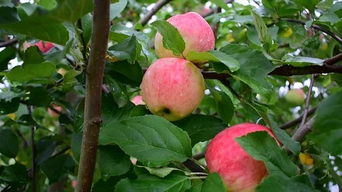 Red apples on a branch of an apple tree Stock Footage 116599738
