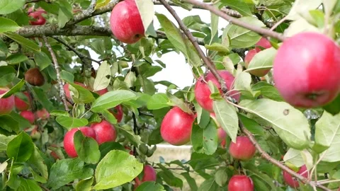 Red apples on the branch of an apple tree. Stock Footage 160803584
