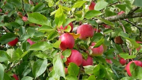Red apples on the branch of an apple tree. Stock Footage 160803606
