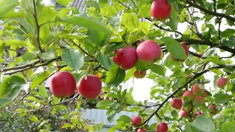 Red apples on the branch of an apple tree. Stock Footage 160803658