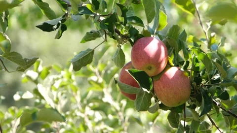 Red apples on the branch Stock Footage 293976237