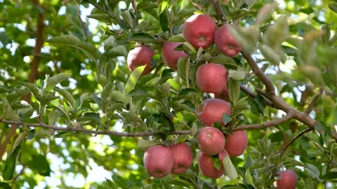 Red apples on branch Stock Footage 294059031
