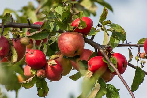 Red apples on a branch Stock Photos