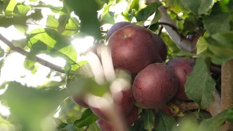 Red apples on the branch with sunlight Stock Footage 294059385