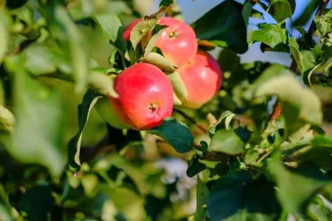 Red apples on a branch of a tree Stock Photos