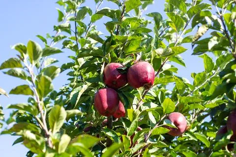 Red apples on a branch of a tree Stock Photos