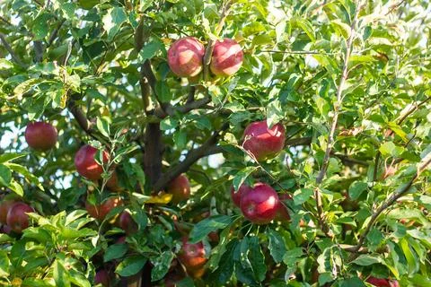 Red apples on a branch of a tree Stock Photos