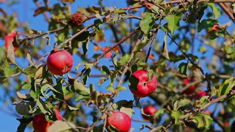 Red apples on the branches of an apple tree moving in the wind. The sky is Stock Footage 239113705