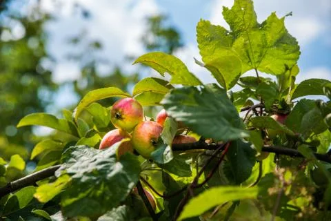 Red apples on the branches of an old tree. Foto stock