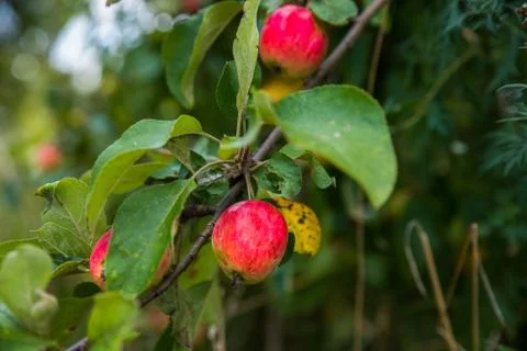 Red apples on the branches of an old tree. Fotos de archivo