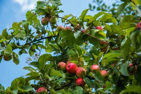 Red apples on the branches of an old tree. 写真素材