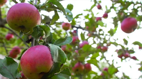 Red apples on branches in th garden Stock Footage 68101807