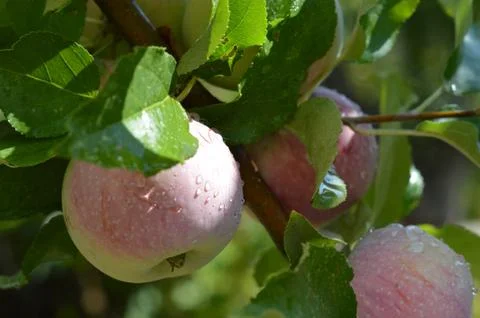 Red apples close-up with drops of dew Stock Photos