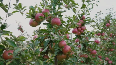 Red apples close-up Video stock 95183777