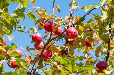 Red apples close-up hanging on the branches of an Apple tree in the fall. Bac Stock Photos
