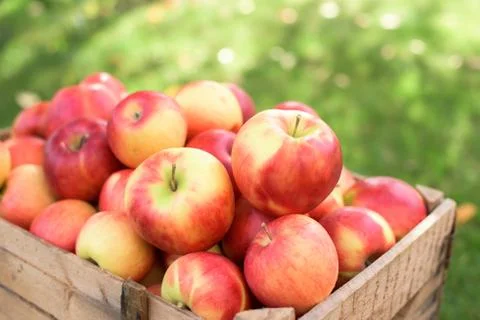 Red apples- close up Stock Photos