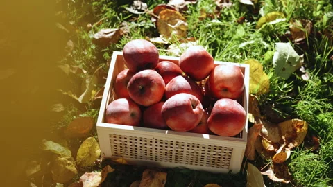Red apples in a drawer. Side view. Autumn season time. Apple harvest in the Stock Footage 219416712