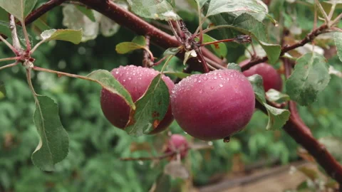 Red apples with drops on a branch in the rain. Fruit growing in the garden Stock Footage 246840851