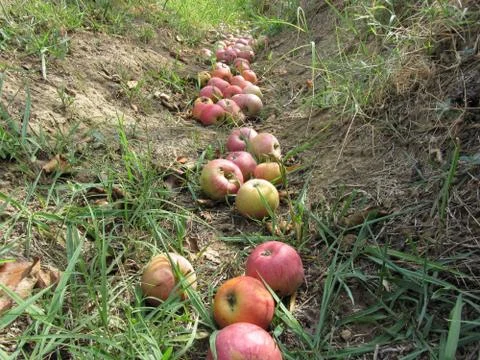 Red apples fall from the tree into the ditch . Apple tree dropping fruit Stock Photos