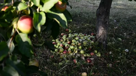 Red apples fallen of the apple tree branch Stock Footage 53217508